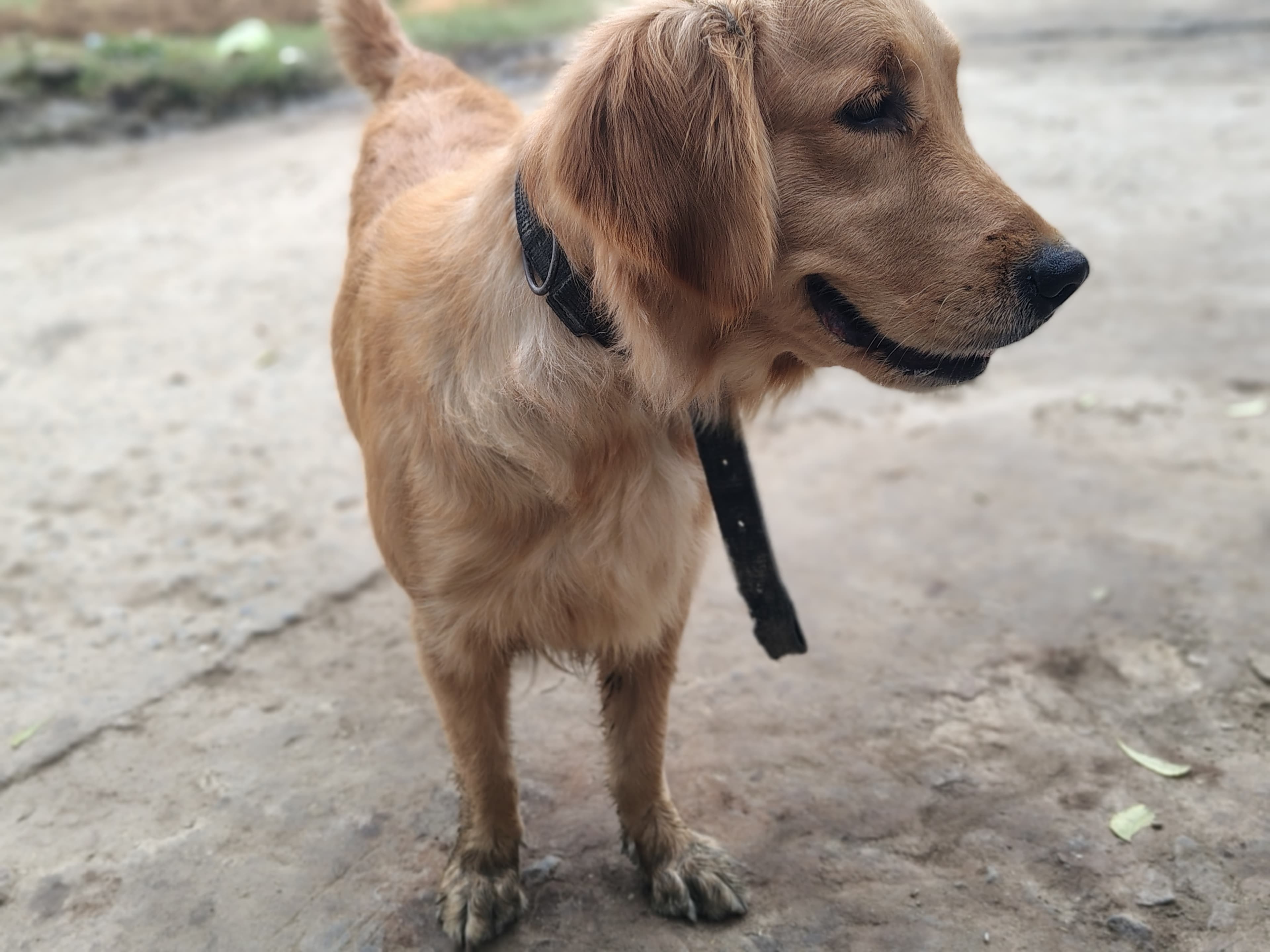 Golden Retriever dog